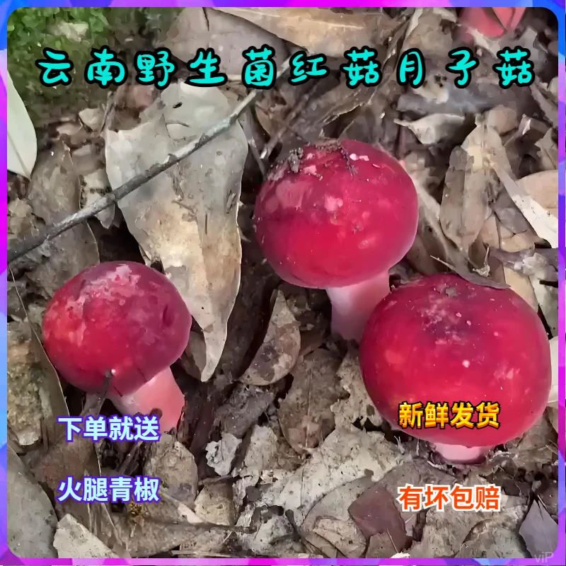 新鲜红菇云南野生菌精选大红菇山珍大红菌月子菇农家菜红椎菌