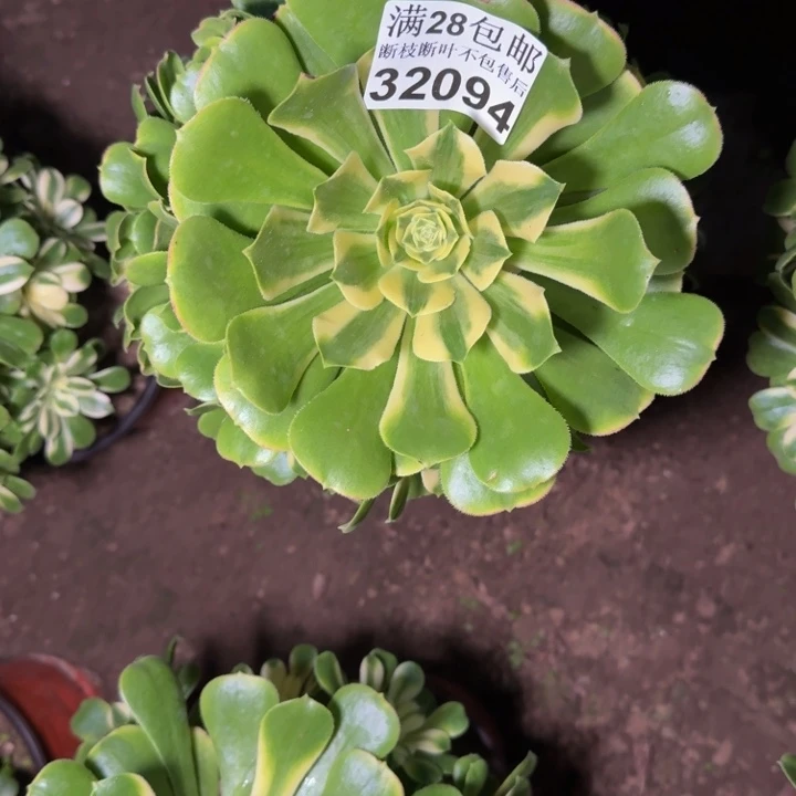 32094辛尼亚多肉植物