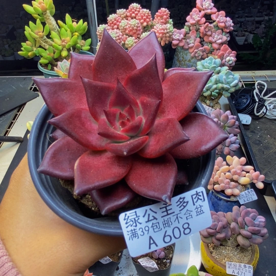 608罗宾仙子多肉7c m