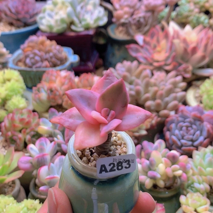 一物一拍含盆土满38包邮A283
