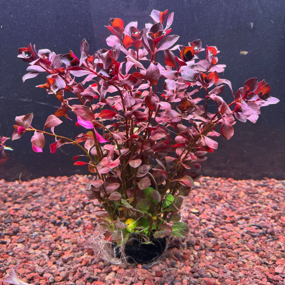 【大坨草】红玫瑰丁香真水草 懒人水草 坨草 好养活水草