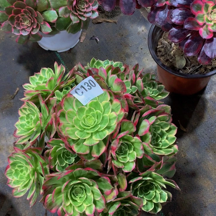 漯**猫水蜜13000000000000