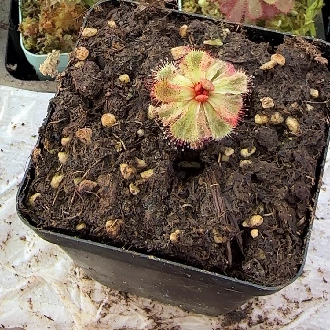 无花朵白化斯氏茅膏菜