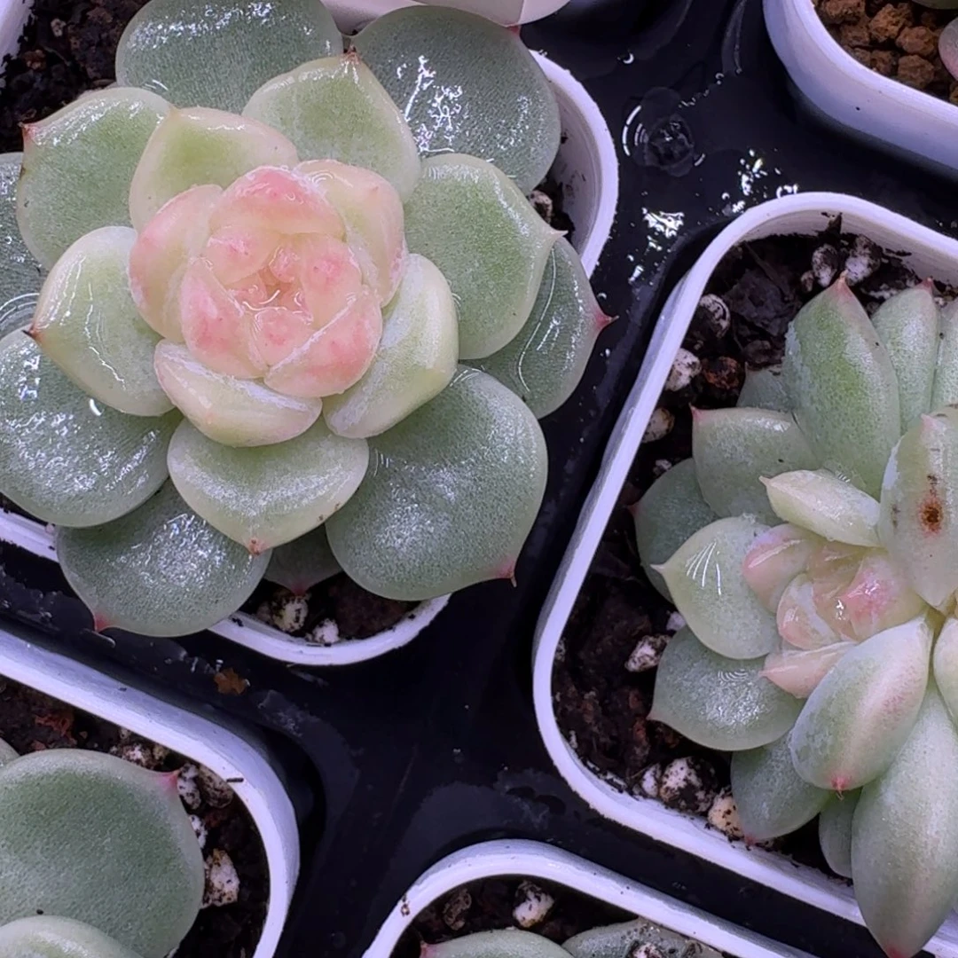 X***a1104-4-晴芸单头一颗