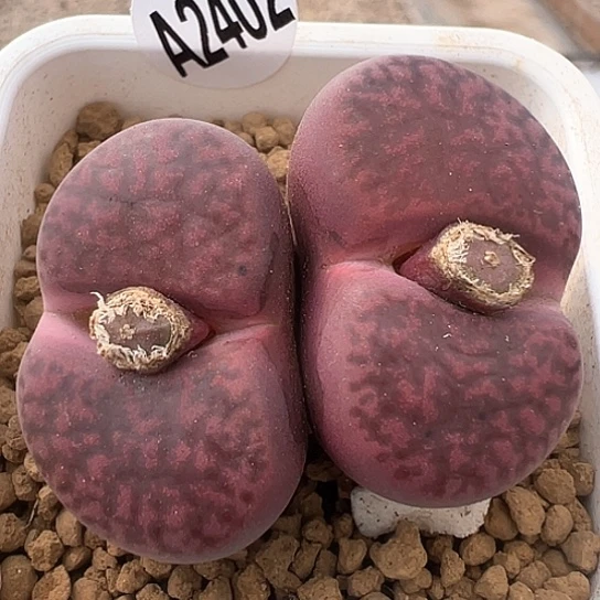 2402.岛田紫柘榴双头