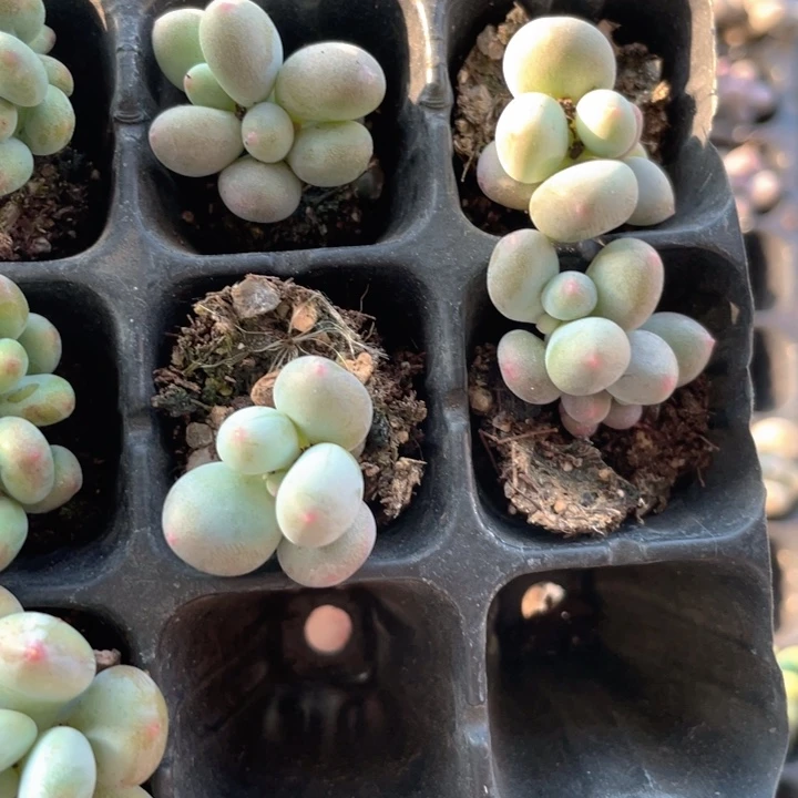 套餐组合4颗一组满18包邮