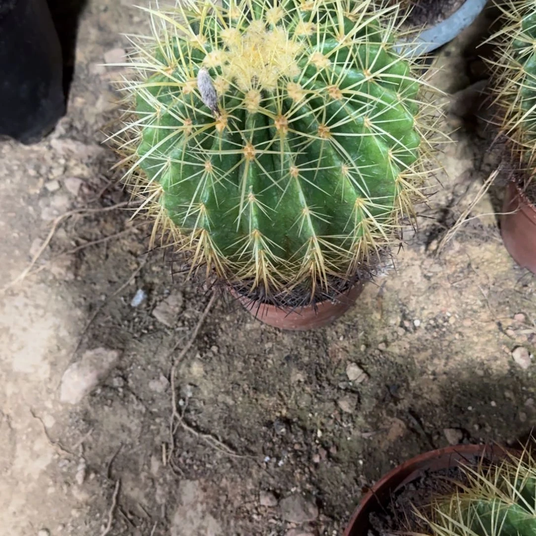 彦***利可口可乐了可口可乐