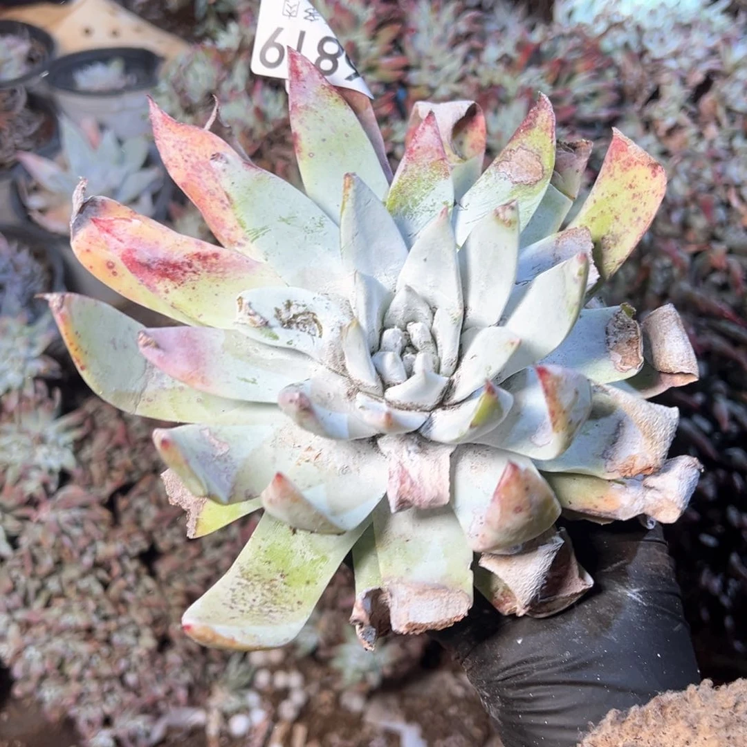 6819哈哈哈哈哈哈哈哈哈