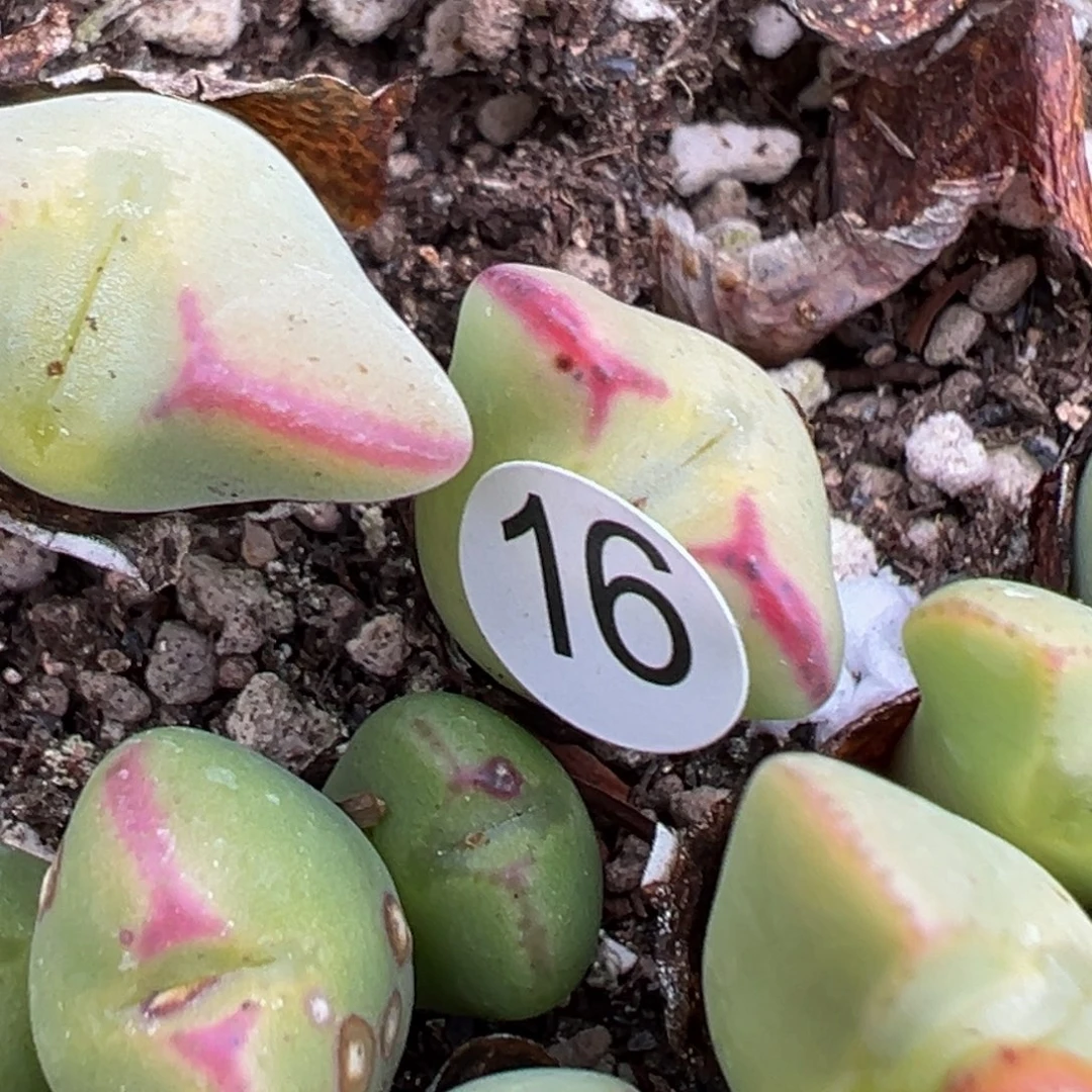 多肉植物111111111111