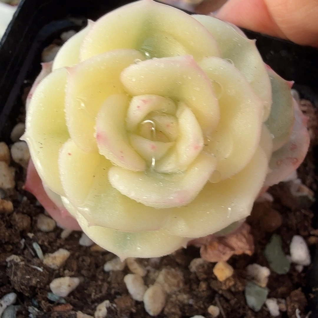 厚叶妮可莎娜宽覆轮锦，多肉植物