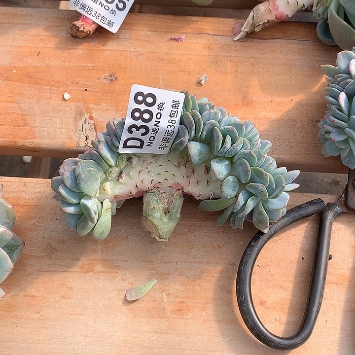 凤城缀化 388 基地已转处理 7-8天发货