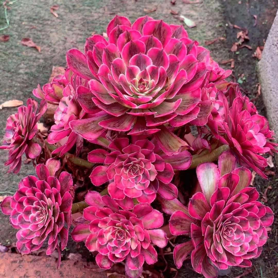 白月光，多肉植物的