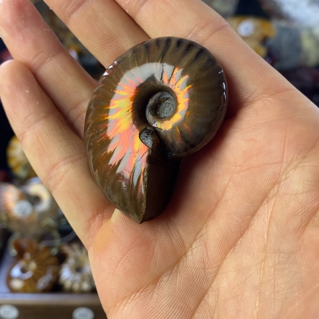 玛瑙/玉髓合金挂件天然古生物大海化石