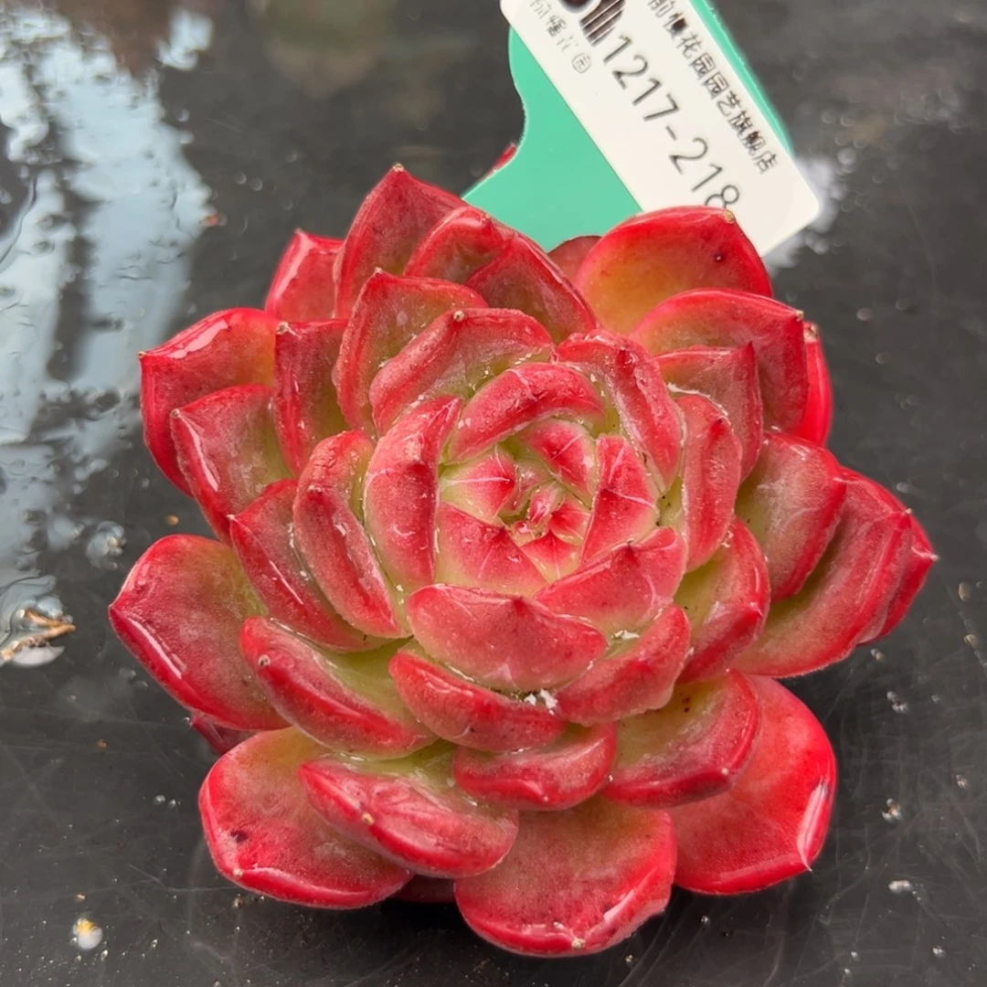 从前慢花园多肉编号1217-218