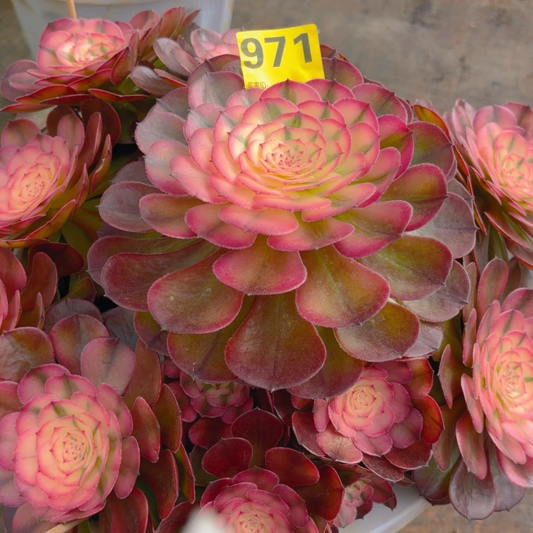 沁***源971 1234567 荔枝