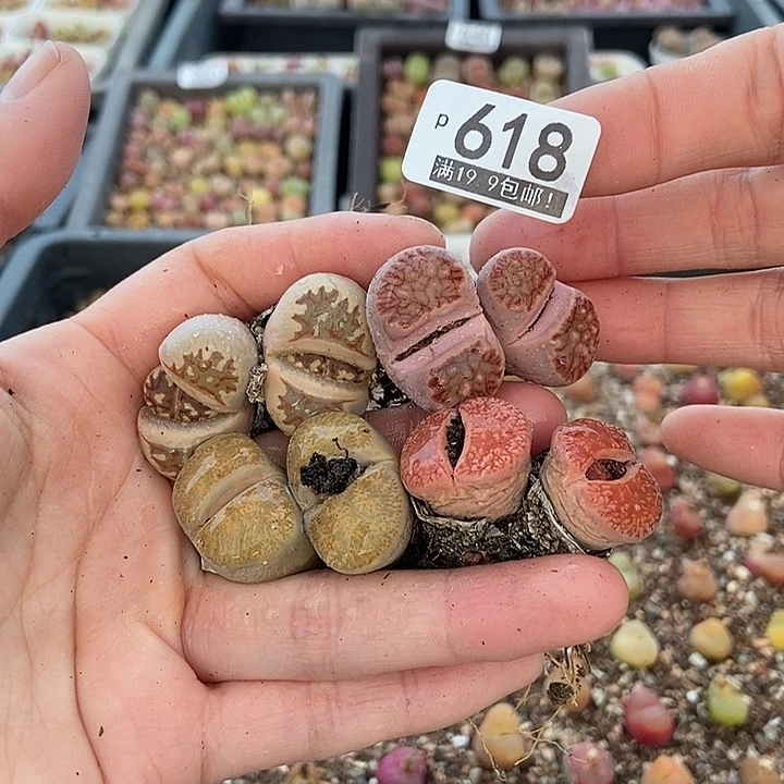 大舅生石花肉锥多肉618