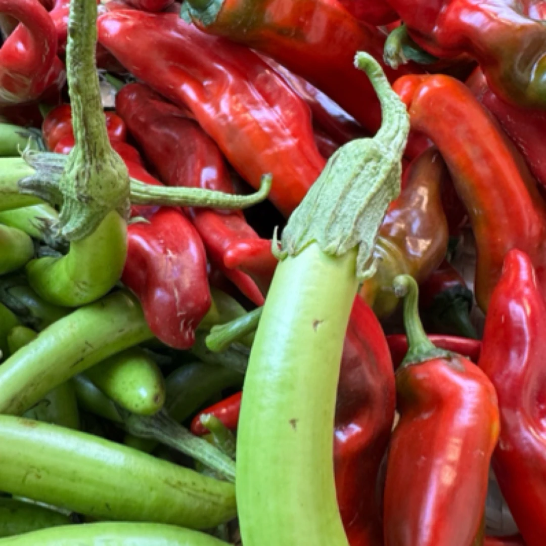 云南保山本地老品种茄子，大辣子2斤/份