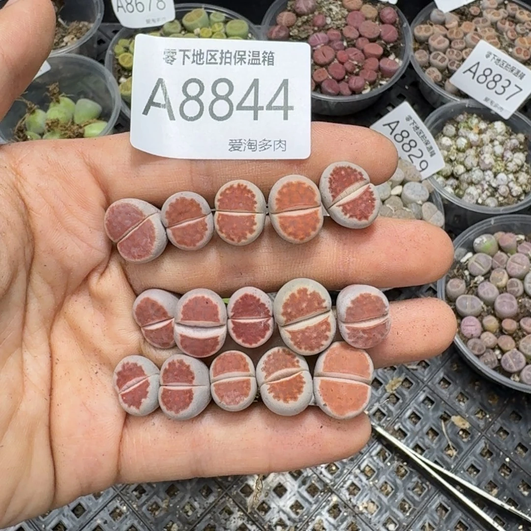 8844––零下地区需拍保温箱