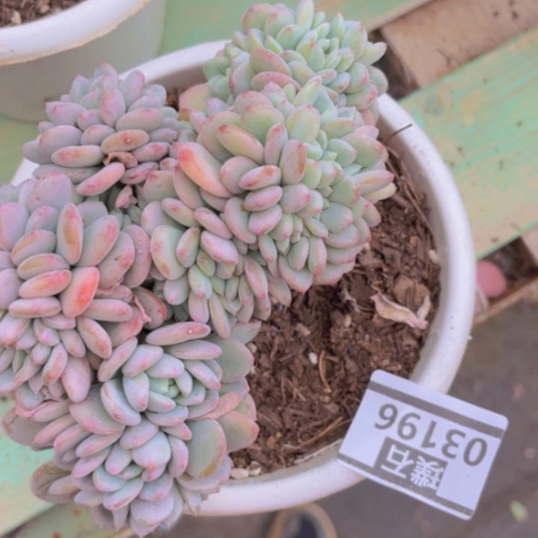 【闪购商品】玛瑙缀多肉03196