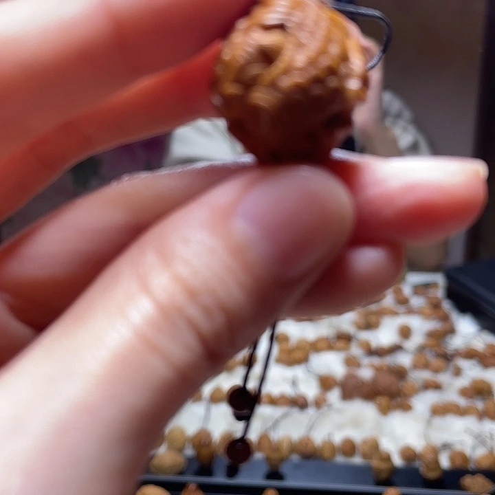 橄榄核手串/手链荷花鱼