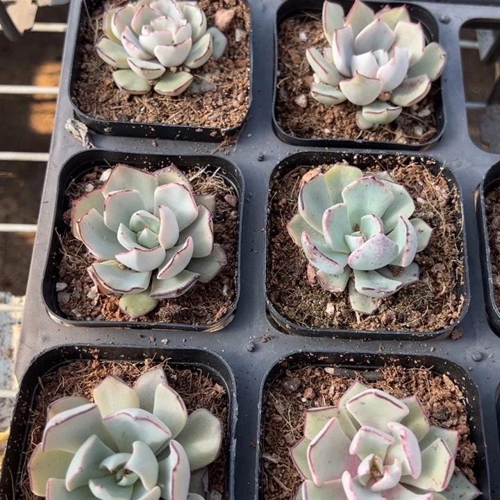 剑斯诺娃一颗量拍多肉满20包邮初7发