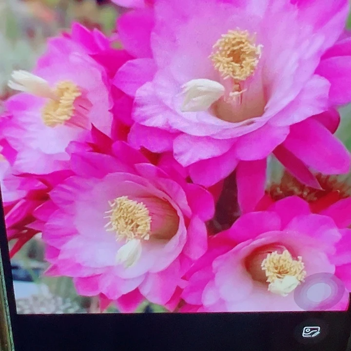 金妞 海姆 侧芽 厘米 满20包邮