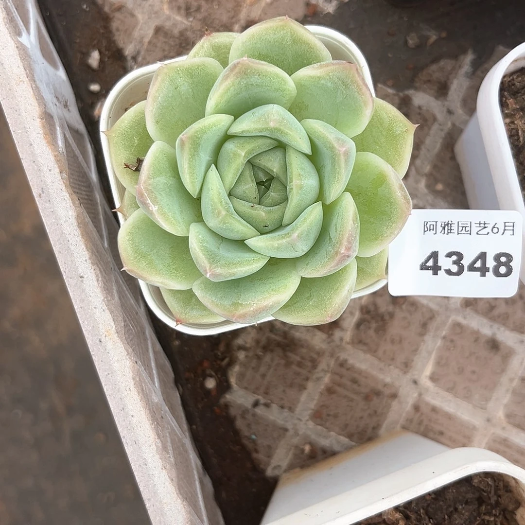 阿雅园艺。     4348