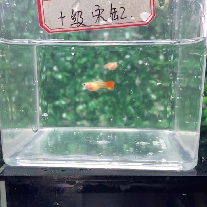 孔雀鱼过后也要努力赚钱才可以让