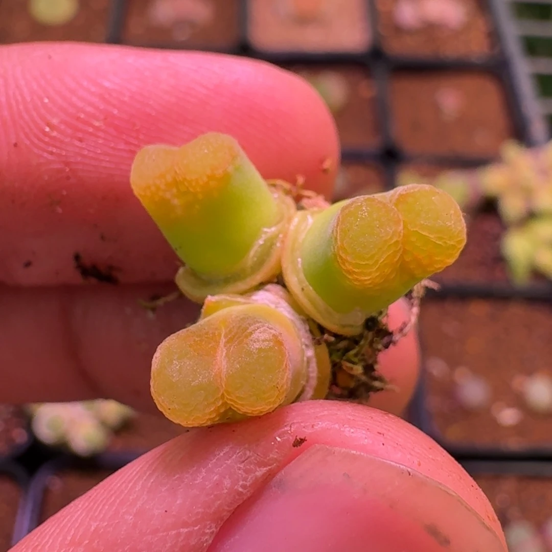 云缦精品番杏20.67 荧光黄鱼籽