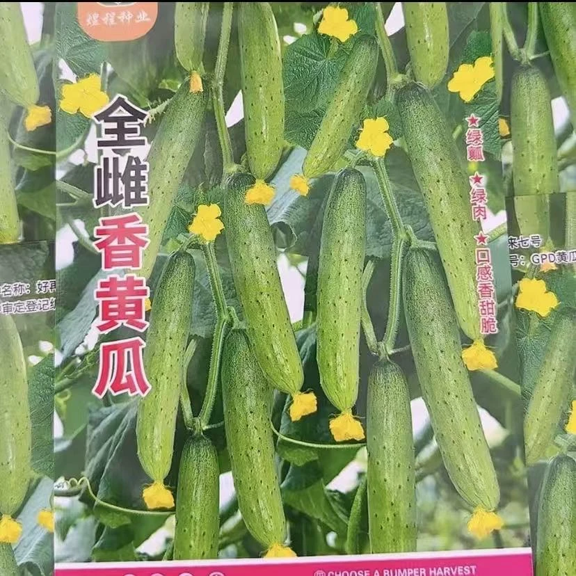 【全雌香黄瓜绿瓤绿肉黄瓜种子】春季新品种阳台小院菜园种植脆