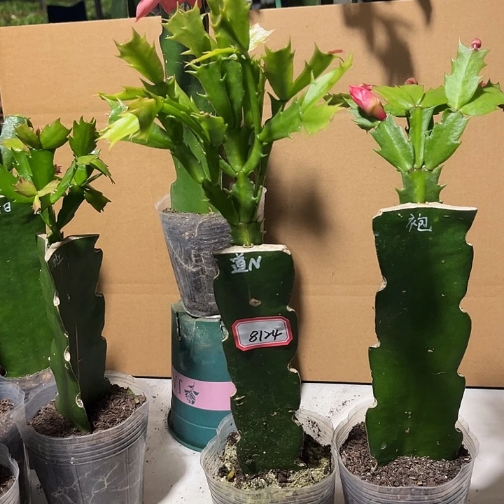 ℡***爱当前无花朵，栽培后可花朵道恩