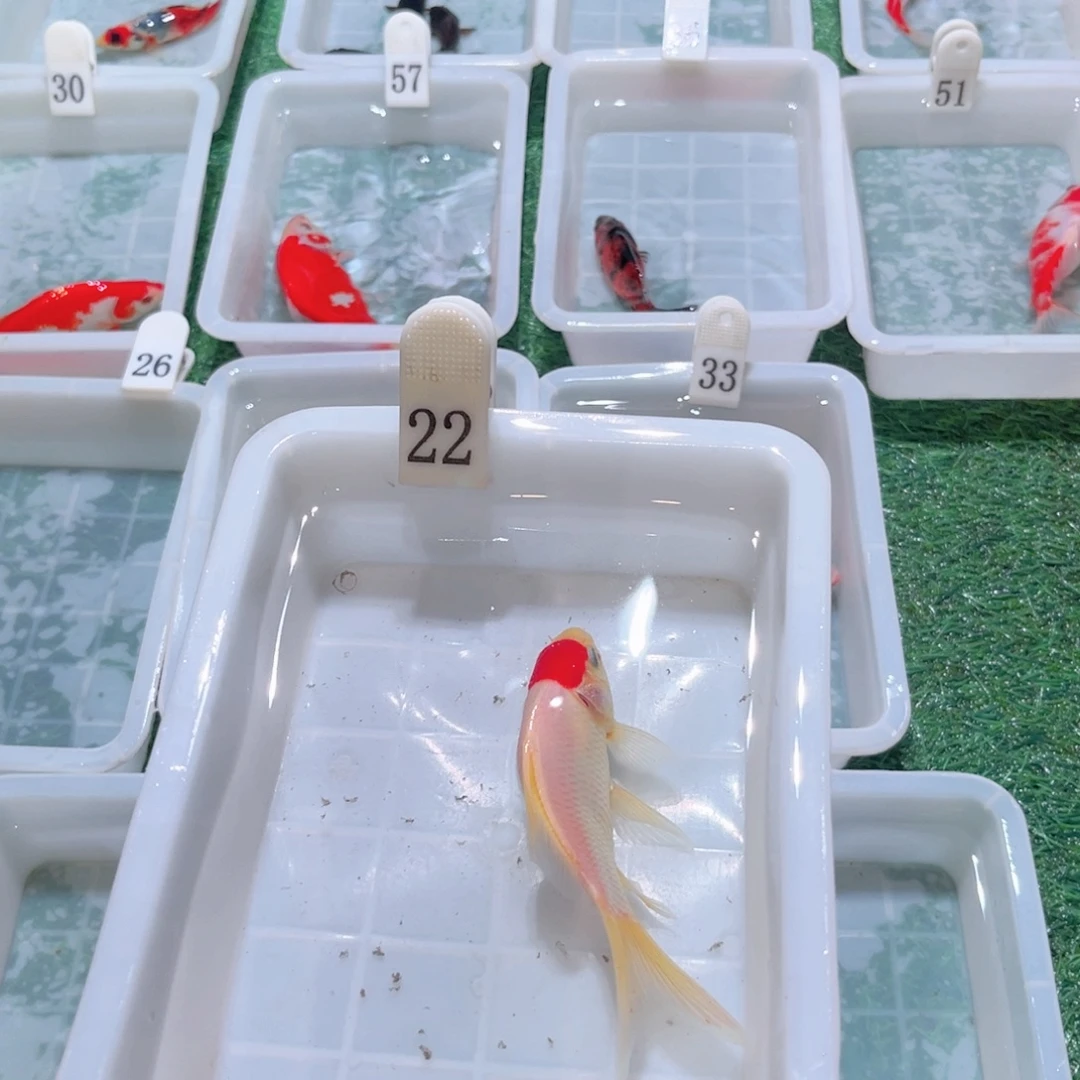 用***3海水鱼福利多多1一20