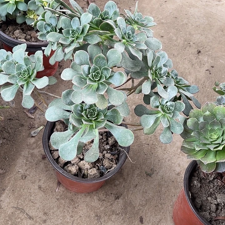 青衣玫瑰玫瑰玫瑰玫瑰