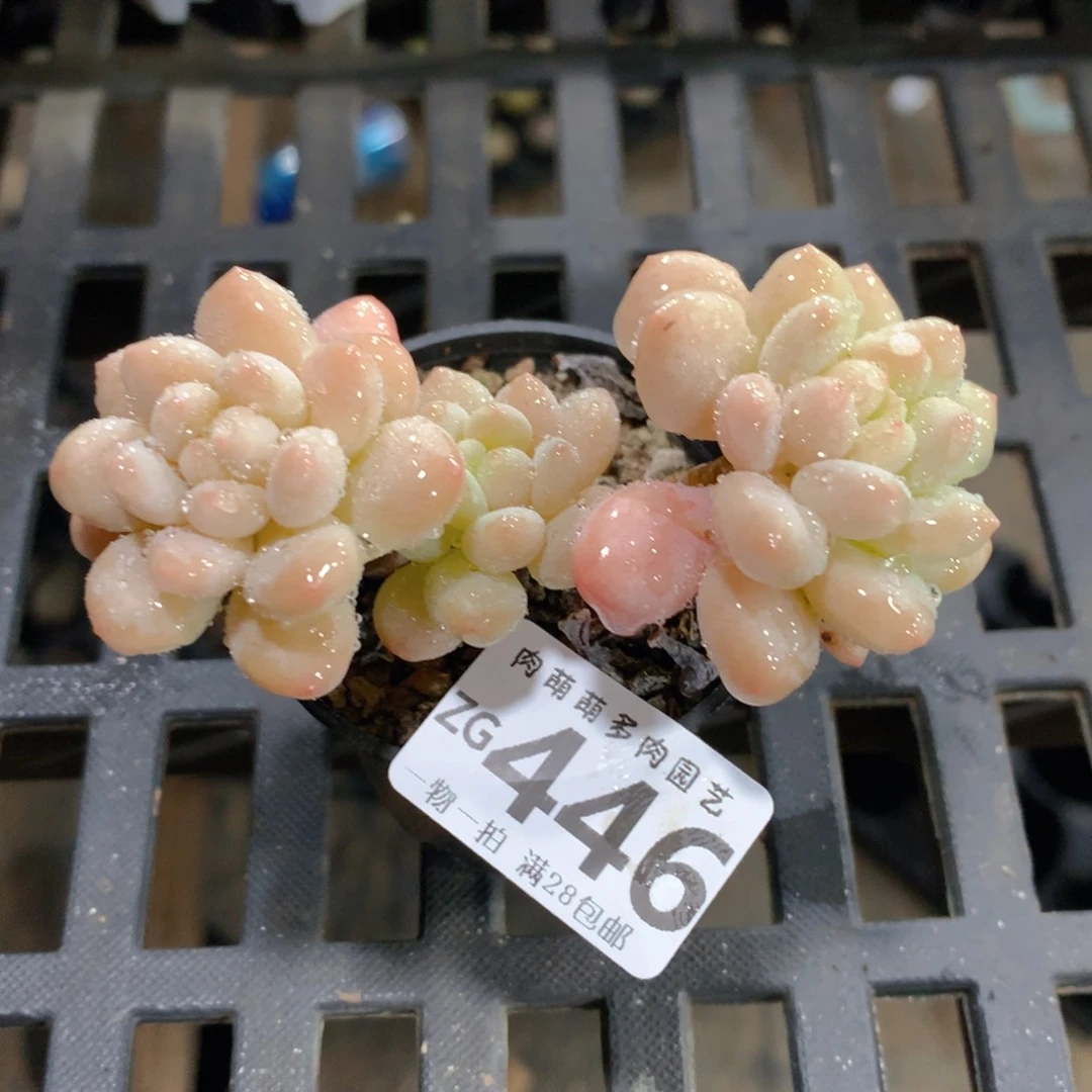 肉萌萌拇指盆精控多肉ZG446