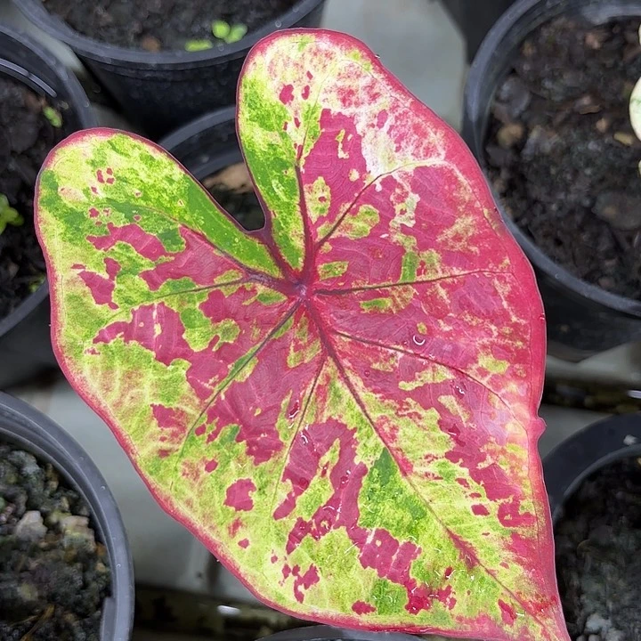 526-0627蓝宝石广东现货