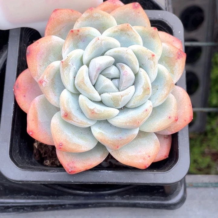 冰玉9.9两盆88888888888