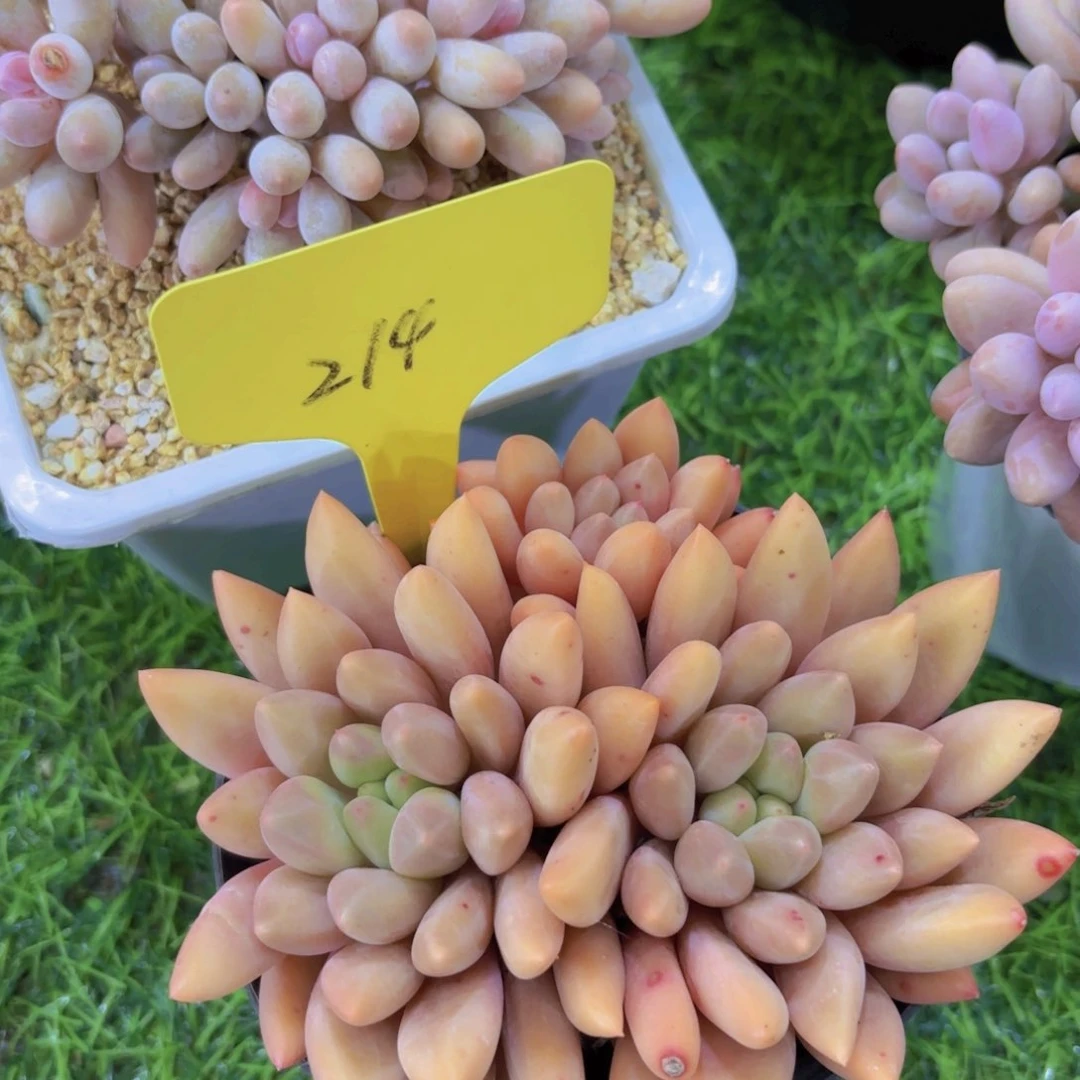 博**瑞我的小可爱们都好可爱