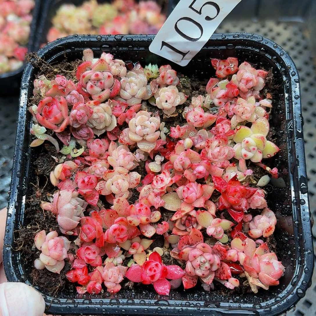 多肉植物多肉植物1057