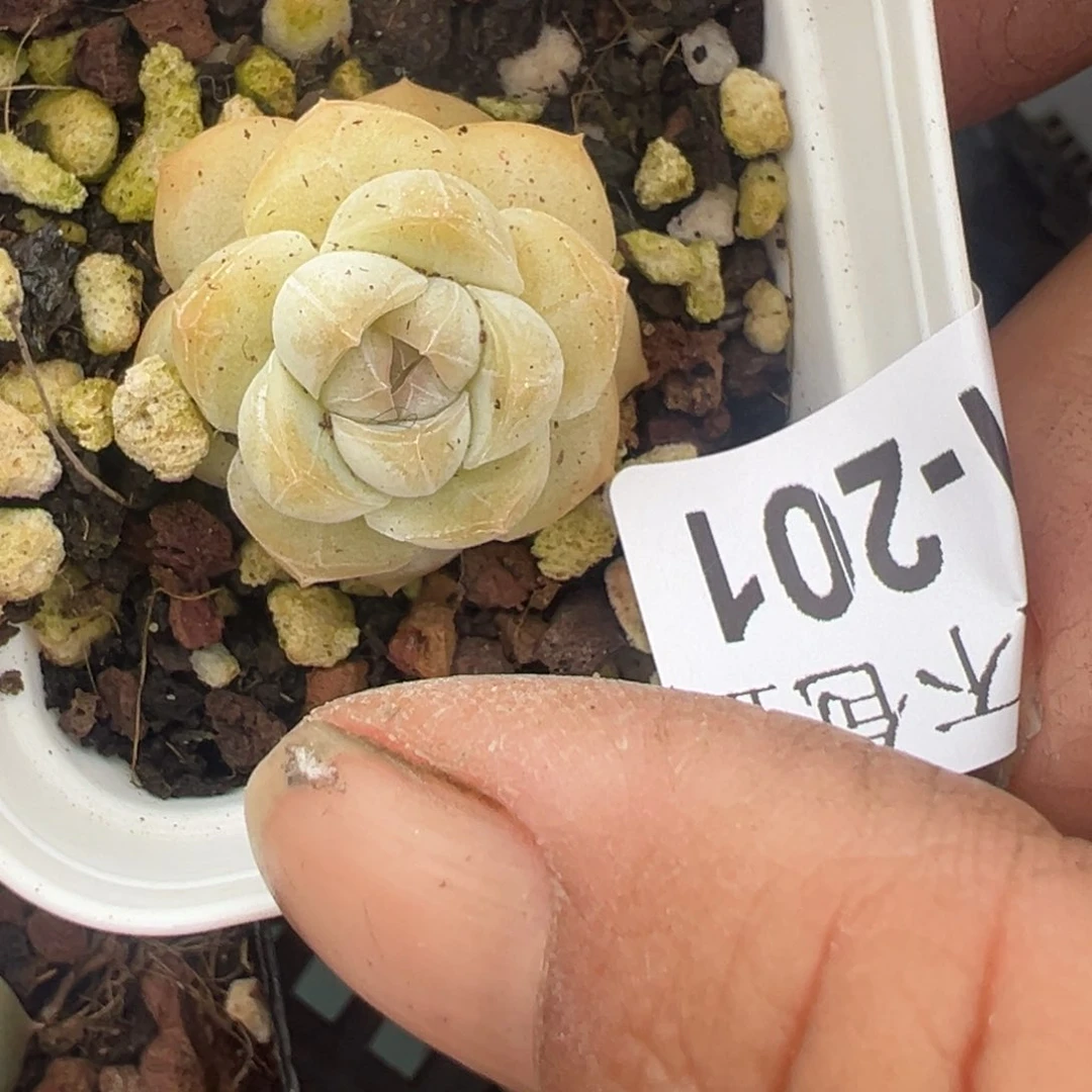 小卡拉米糖心一物一拍31-201