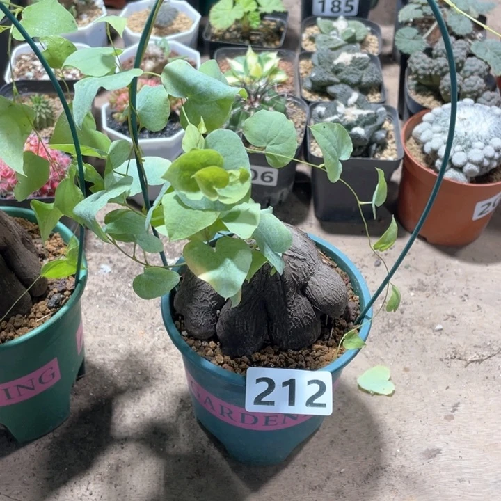 鲨****?212象足龟甲龙块根