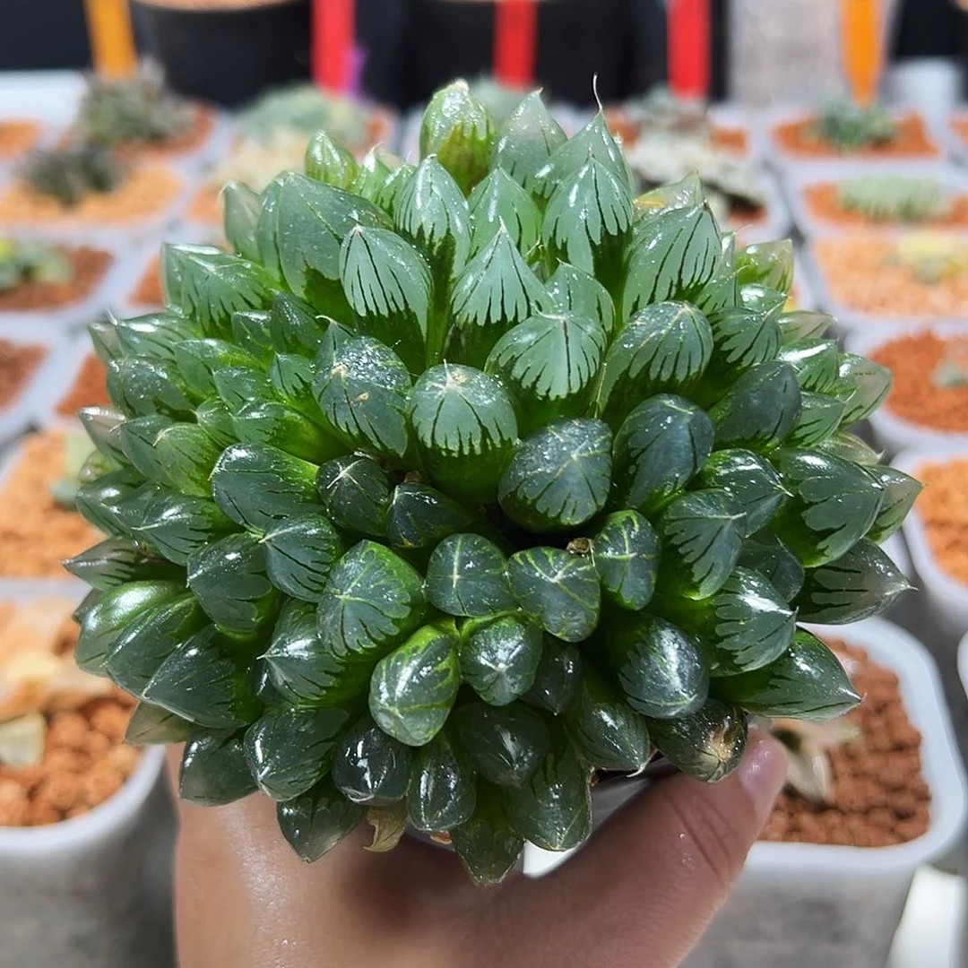 十二卷多肉水晶玉露