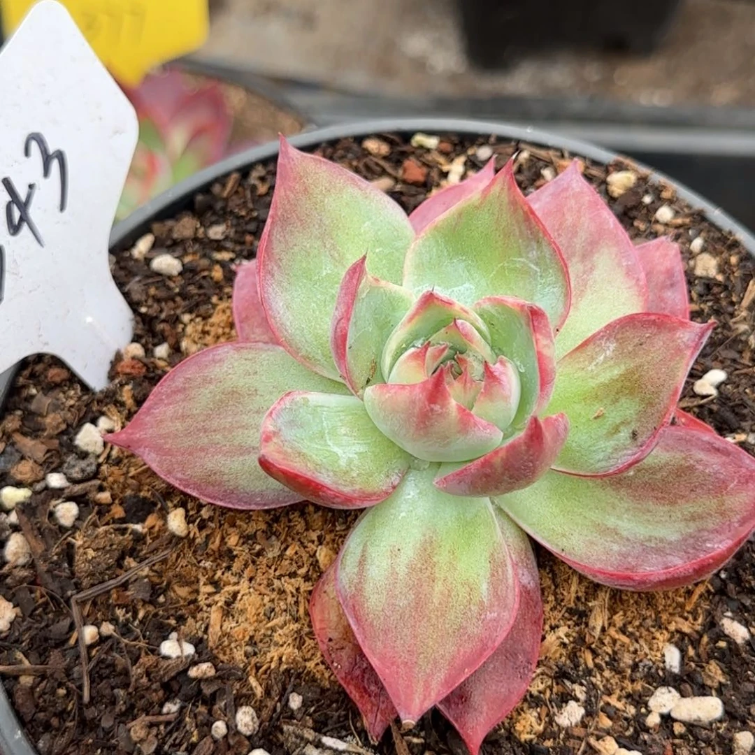 惊鸿一物一拍包装收缩花旱343