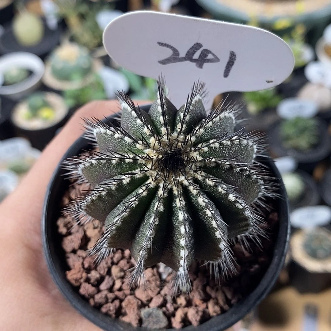 ?****专拍241号实生尤伯球