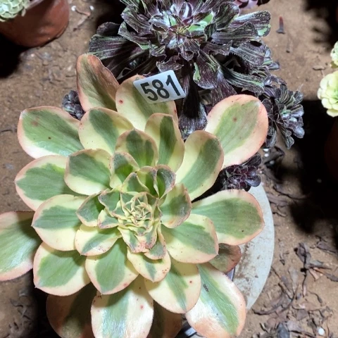 581两颗法师多肉植物