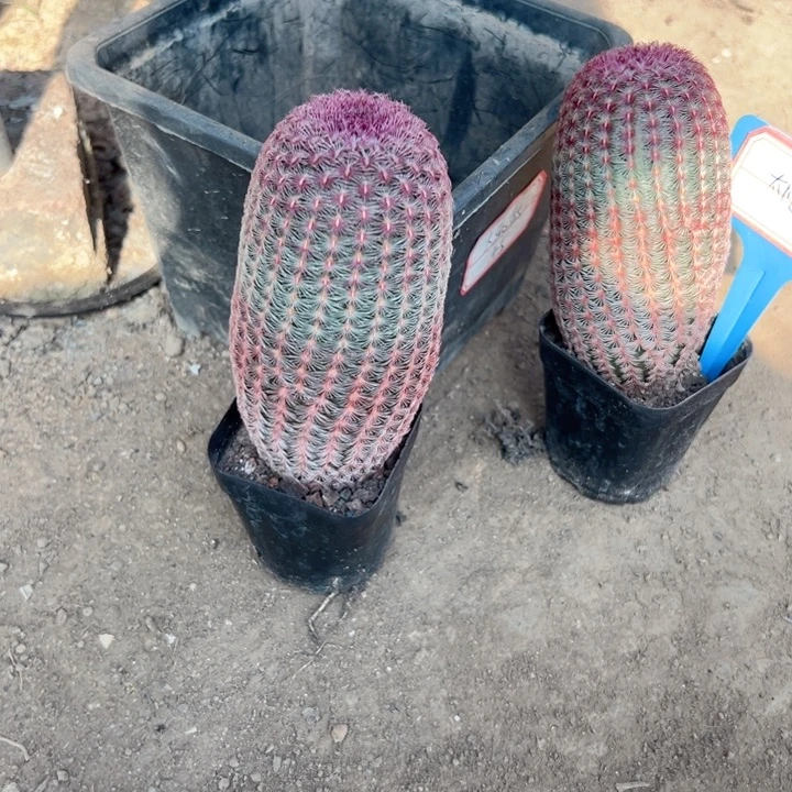 橙***女恭喜发财。