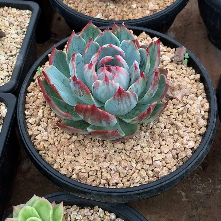 洪*多肉植物一物一拍