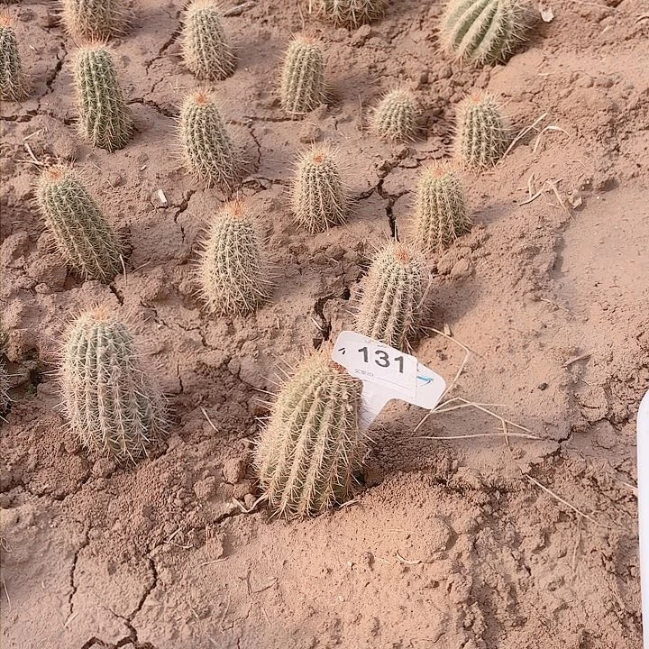 满***毛毛花柱 3-177 a68 131