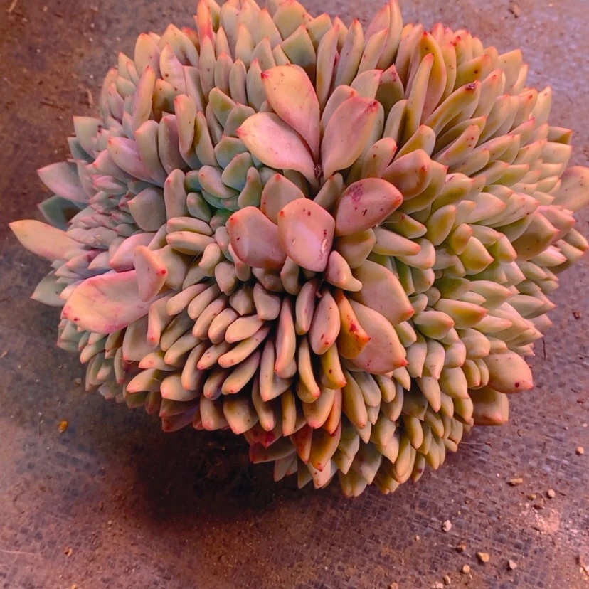 【闪购商品】A****?爱丽儿发货。有微瑕