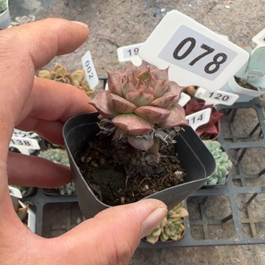 78杂多肉植物的叶子