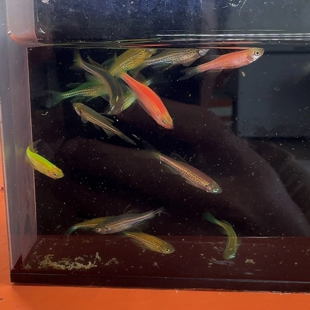 斑马鱼2组包邮1.5-2cm豹纹蝶翼斑马苗子10条